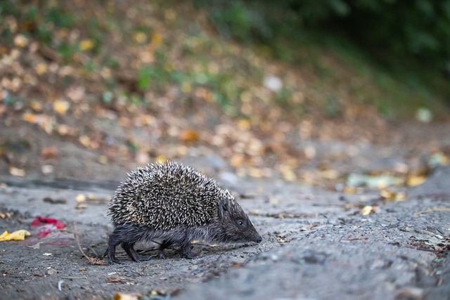 人队的中流 人队的中流