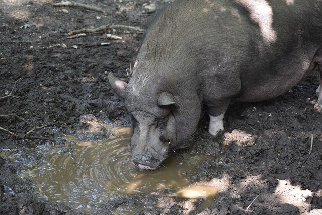 排名岌岌可危，郑钦文仍坚持大赛前只参加三月一站表演赛意欲何为.